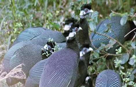 Інкубаційне Яйце. Птахи. Цесарка серо-крапчаста