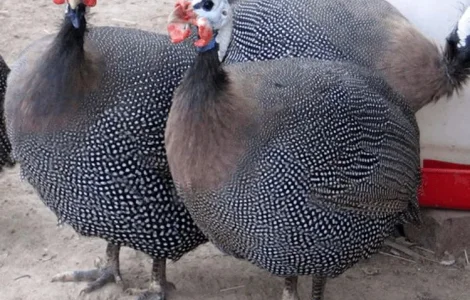 Яйце інкубаційне цесарки