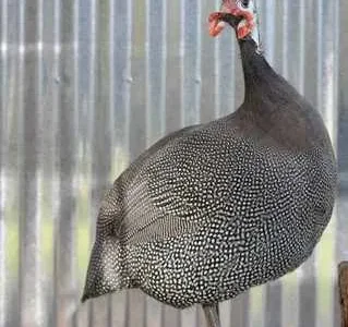 Продам інкубаційні яйця цесарки.