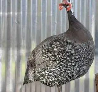 Продам инкубационные яйца цесарки.
