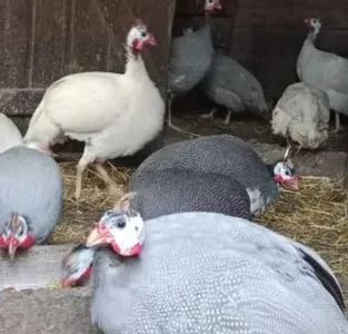 Цесарка(ія.яйце)