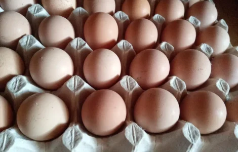 Інкубаційне яйце цесарки