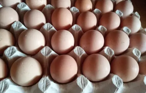 Інкубаційне яйце цесарки