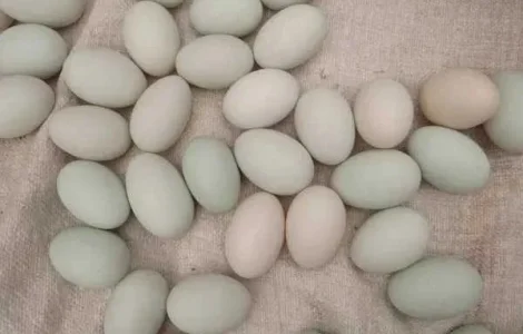 Продам качині інкубаційні яйця