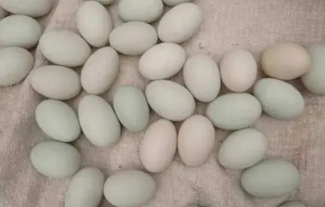 Продам качині інкубаційні яйця