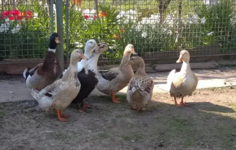 Инкубационные яйца уток