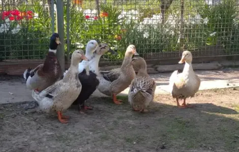 Інкубаційні яйця качок