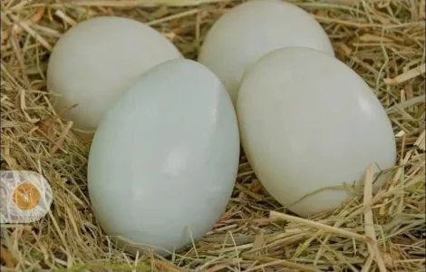 Інкубаційні яйця качині мускусна утка