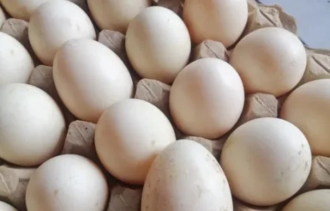 Яйця інкубаційні качок шипунів.