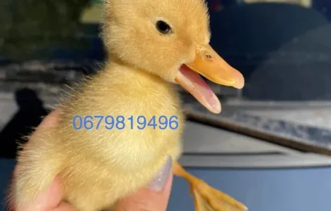 Качині інкубаційні яйця