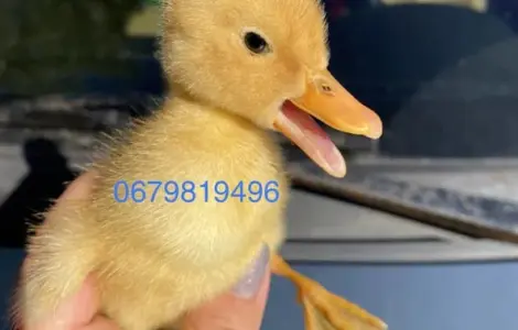 Качині інкубаційні яйця