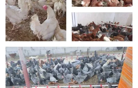 Продам кури несушки! Доставка безкоштовна.