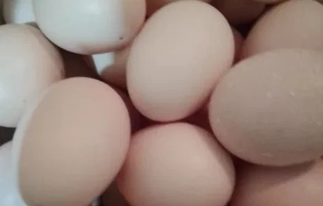 Продаю яйця курячі домашніашні