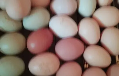 Інкубаційне яйце Мікс куряче