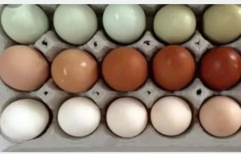 Інкуб/яйця курячі різних порід( 10 порід курей.)