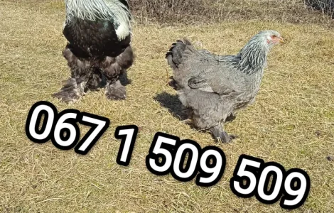 Великі кури Брами інкубаційні яйця