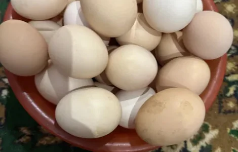 Яйця курячі домашні