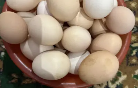 Яйця курячі домашні
