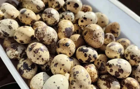 Продам перепелині яйця
