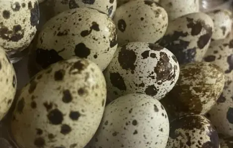Продам перепелині харчові яйця