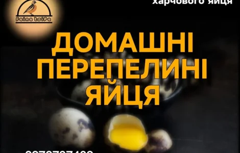 Перепелині Інкубаційні та харчові яйця