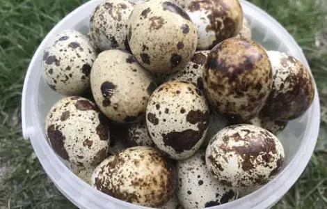 Яйця перепілок столові харчові інкубаційні