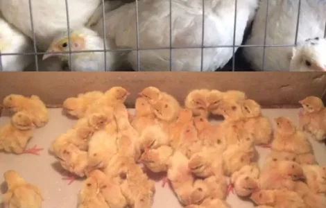 Перепела суточные