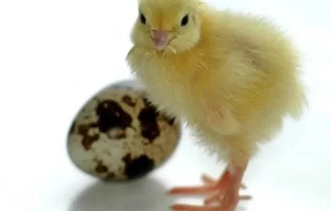 Перепел. Молодняк. Дорослі. Техасці. Естонці.