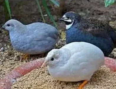 Китайские перепела.