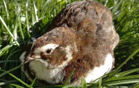 Перепела Селадон (Целадон), інкубаційні яйця