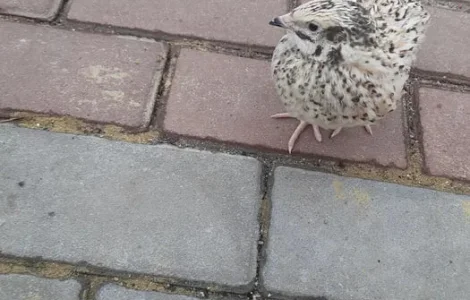 Перепела золотистый феникс