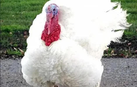 Индюшата Биг-6, крупные бройлерные индюки