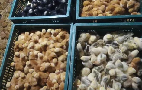 Продаю курчата, каченята, гусинята, індичата.