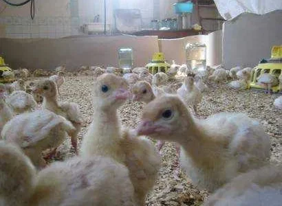 Продаю індичата Біг-6 оптом та вроздріб