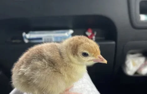 Індичата БІГ-6 з доставкою