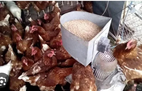 Куры не сушки Ломан Браун