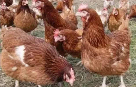 Продам річні кури