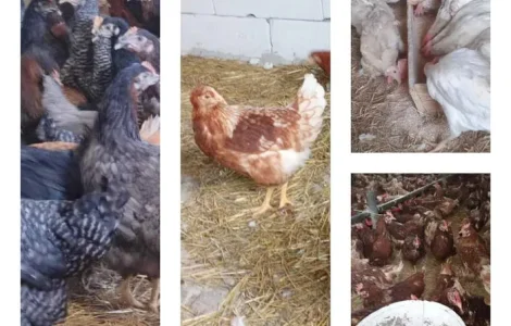 Продам кури несушки! Доставка безкоштовна.