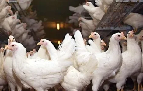 Молодые куры несушки