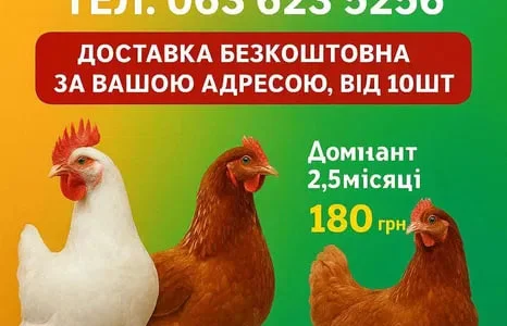 КУри несушки Кривий ріг ! доставка додому