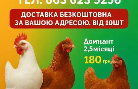 КУРИ несушки Кривой рог ! доставка на дом