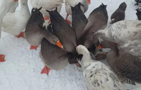 Продам домашних гусей