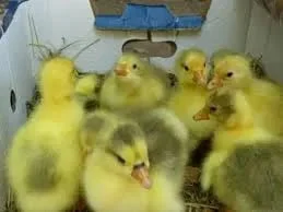 Гуси,муларди,курчата та бройлер суточний