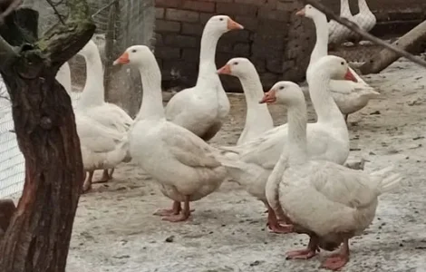 Гуси Мамути(яйце150гуся250)