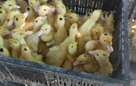 Мулард утята оптом