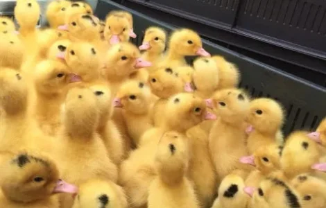 Утята Муларды 3-дневные.