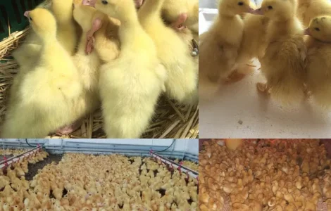 Сезон 2026 цыплята утята