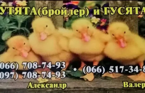 Цыплята, Утята,Гусята