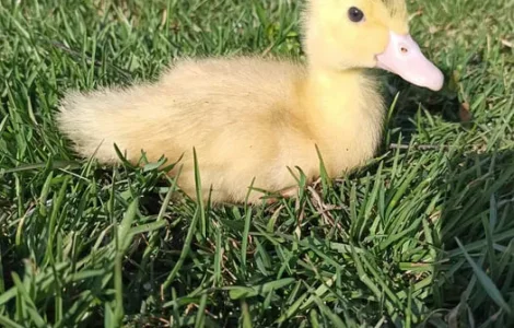 Утята качка Мулард підрощені і добові