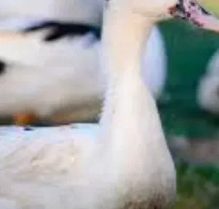 Мулард утята 2 недели